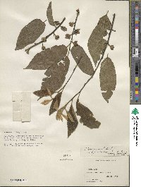 Diospyros kaki image