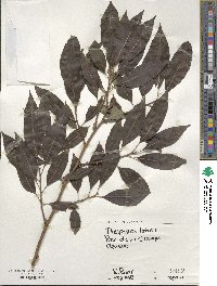 Diospyros lotus image