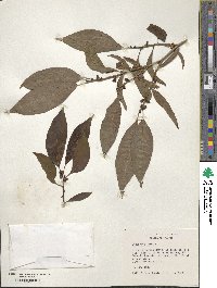 Diospyros lotus image