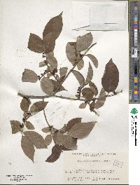 Diospyros lotus image