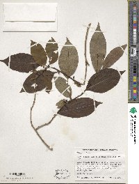 Diospyros lotus image