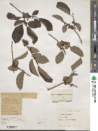 Diospyros lotus image