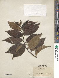 Diospyros lotus image