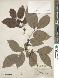 Diospyros lotus image