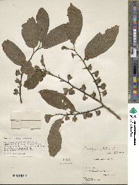 Diospyros lotus image