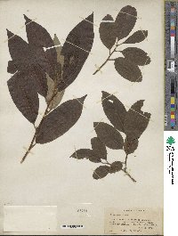 Diospyros lotus image