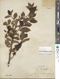 Diospyros lotus image