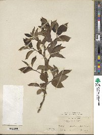 Diospyros lotus image