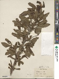 Diospyros lotus image