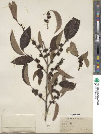 Diospyros lotus image