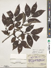 Diospyros lotus image