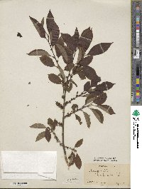 Diospyros lotus image