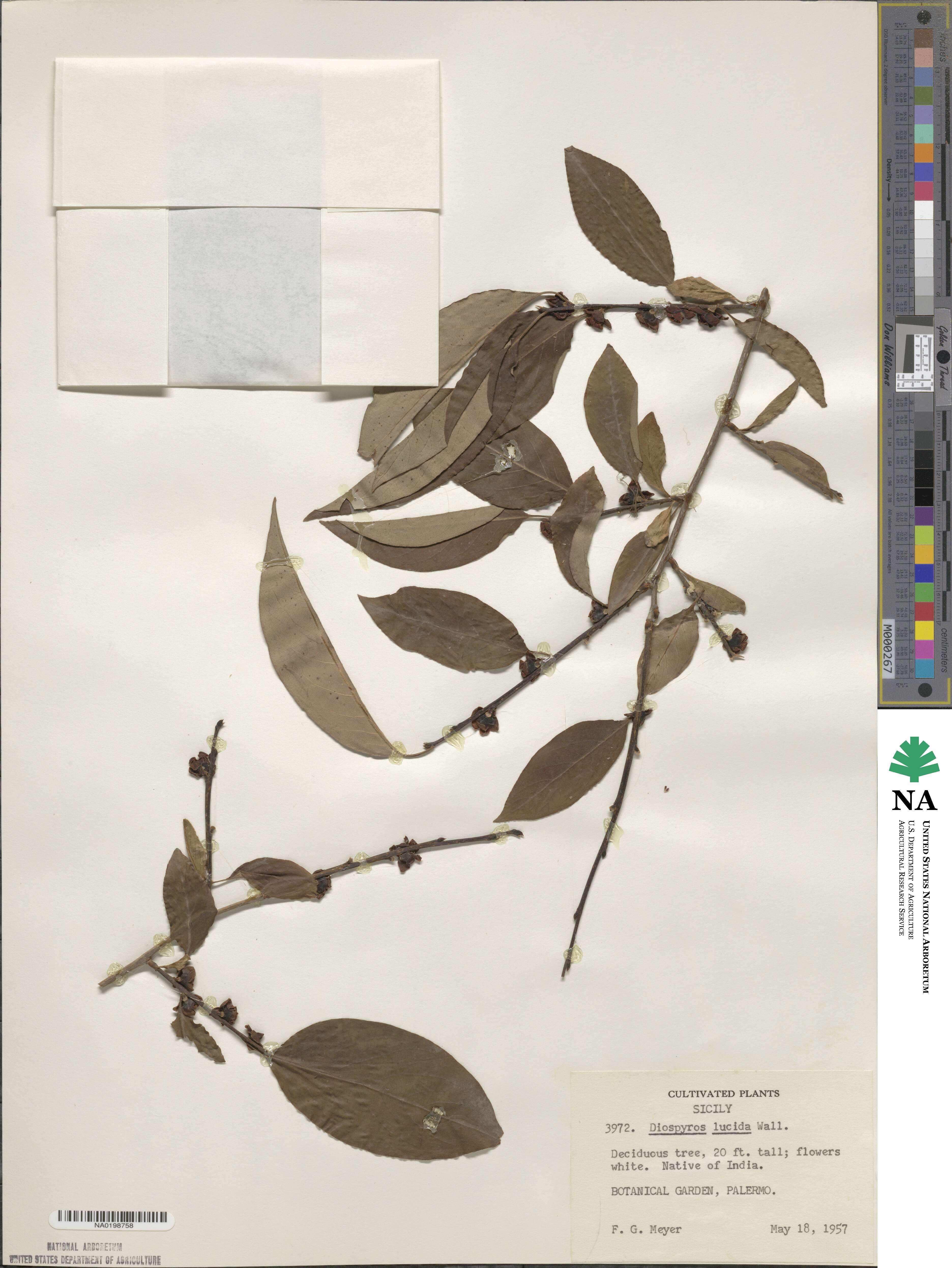 Diospyros lucida image