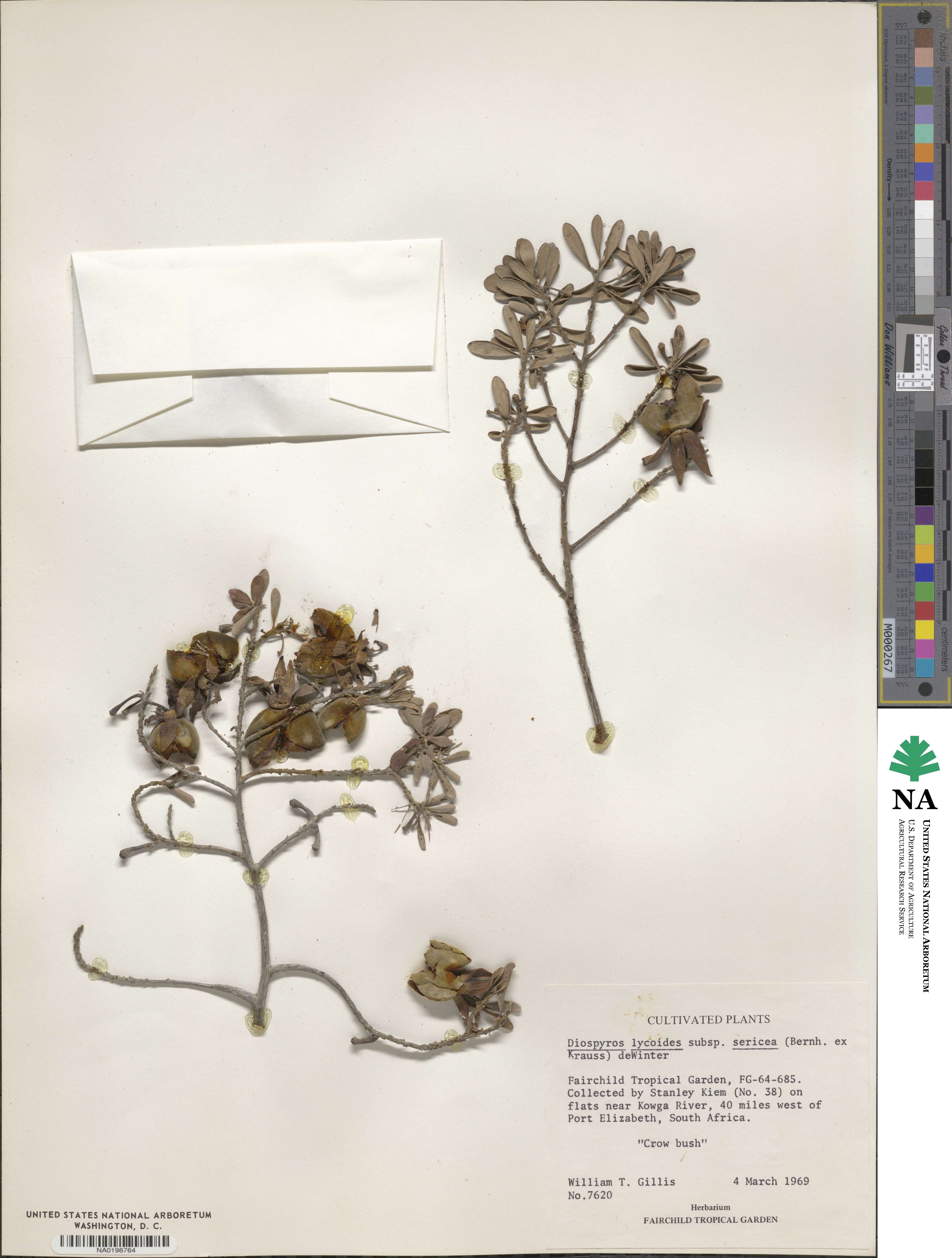 Diospyros lycioides subsp. sericea image