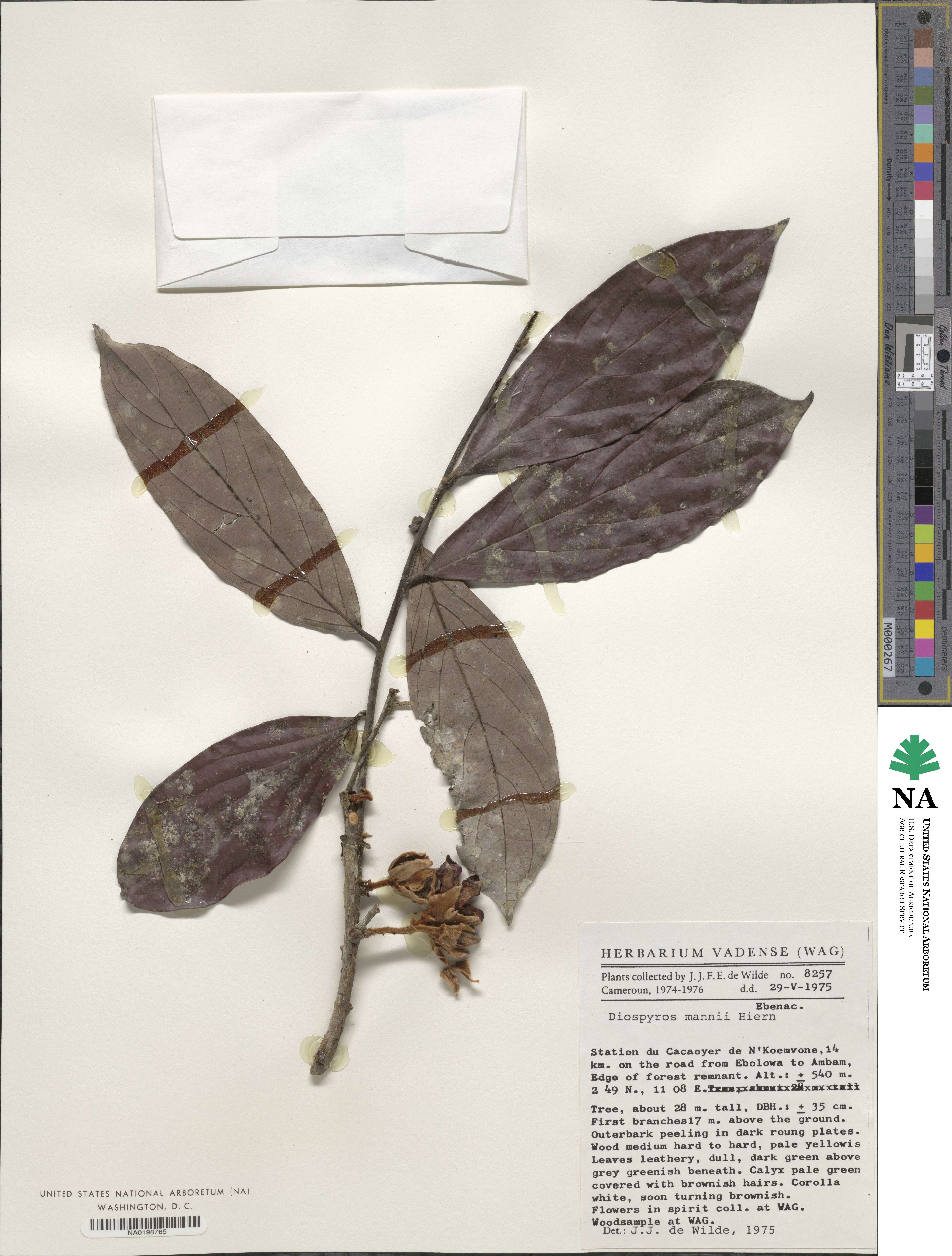 Diospyros mannii image