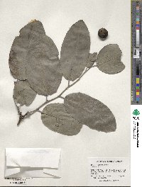 Diospyros maritima image