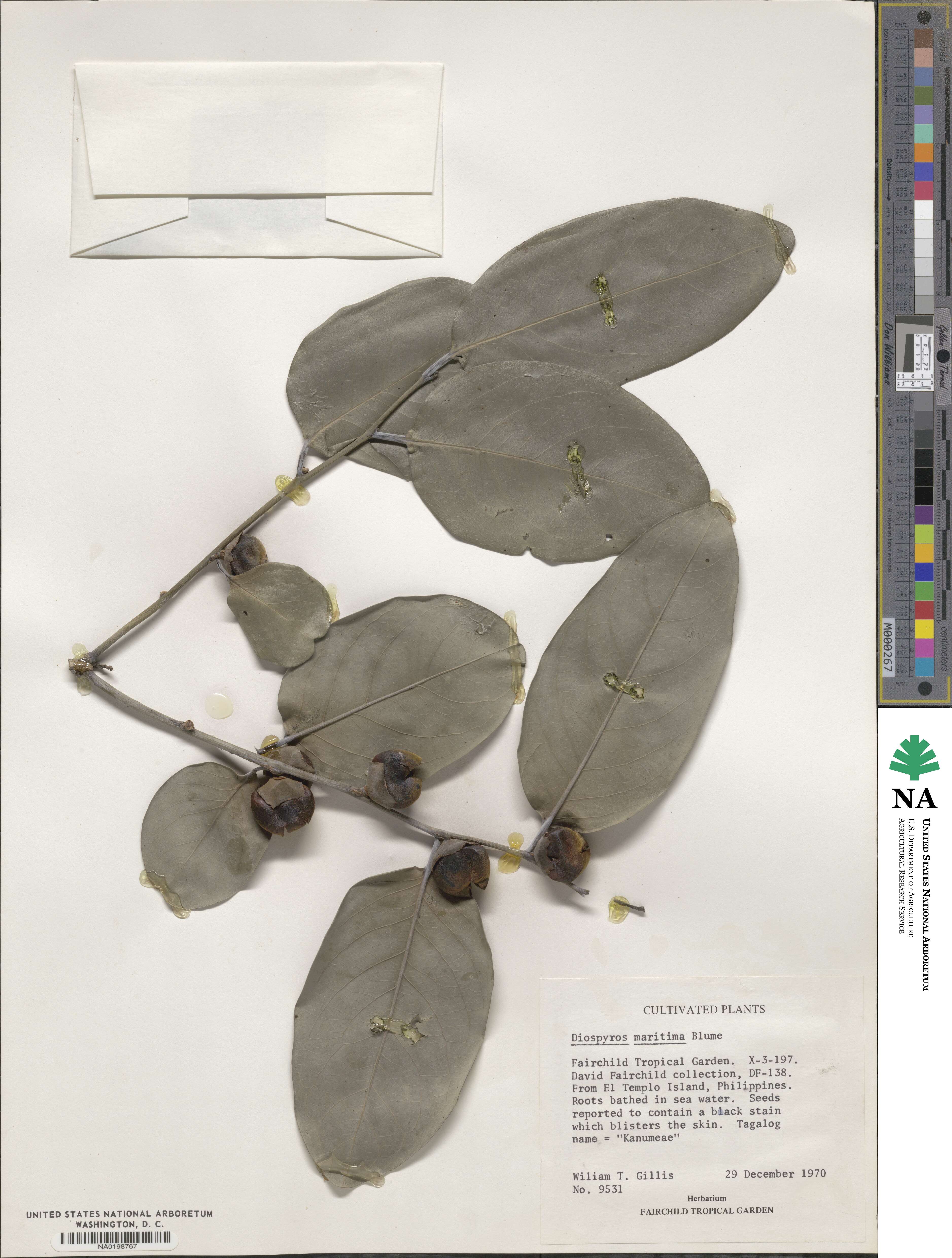 Diospyros maritima image