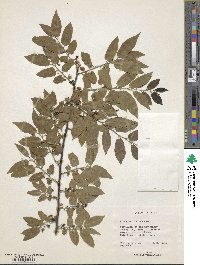 Diospyros montana image