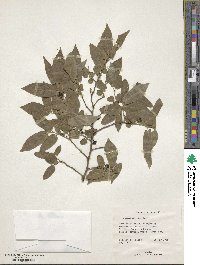 Diospyros montana image