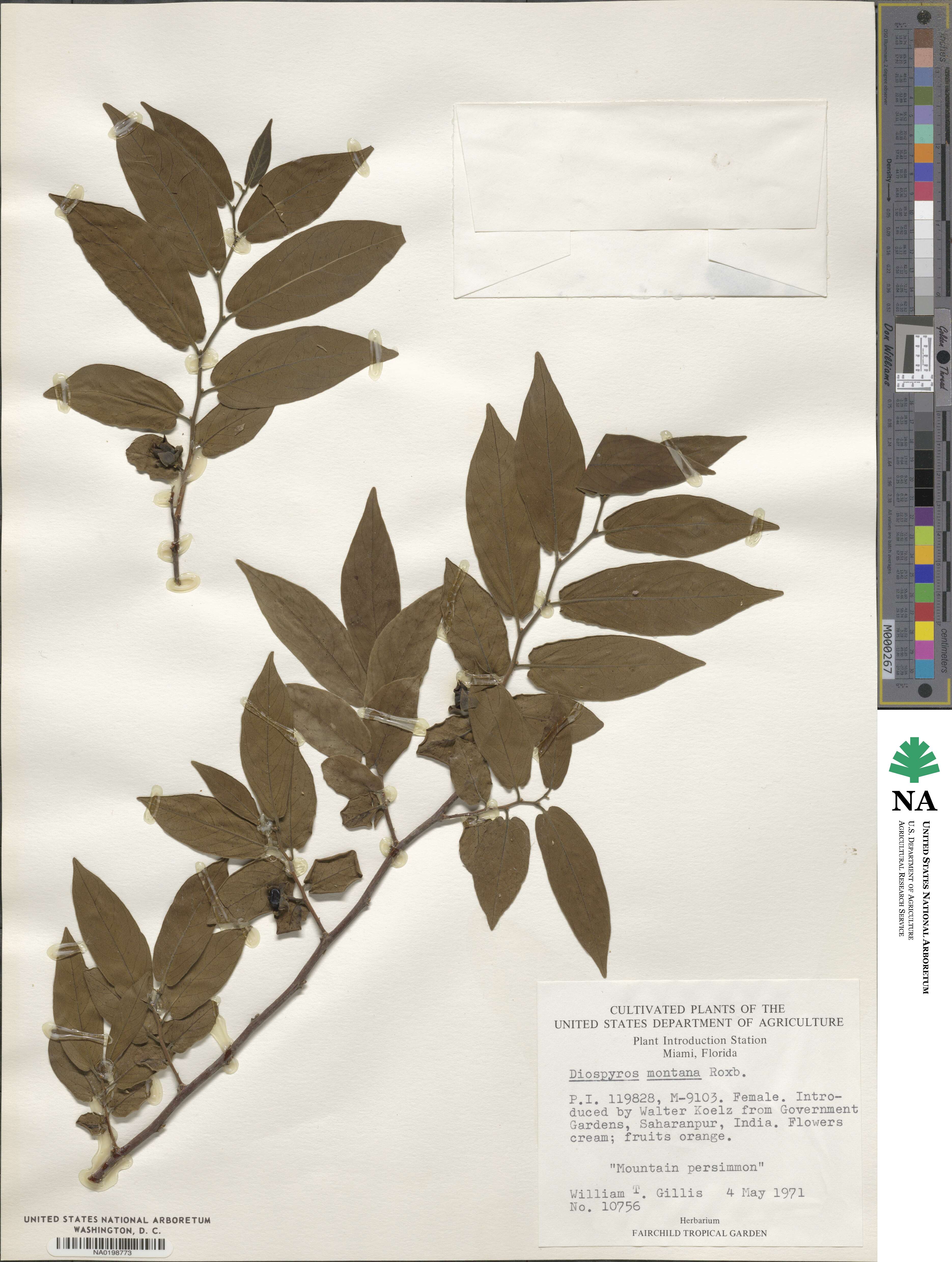 Diospyros montana image