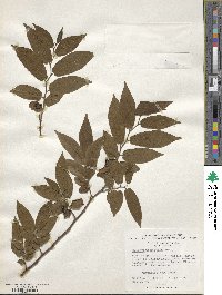 Diospyros montana image