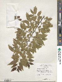 Diospyros montana image