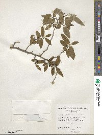 Diospyros montana image