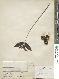 Diospyros montana image