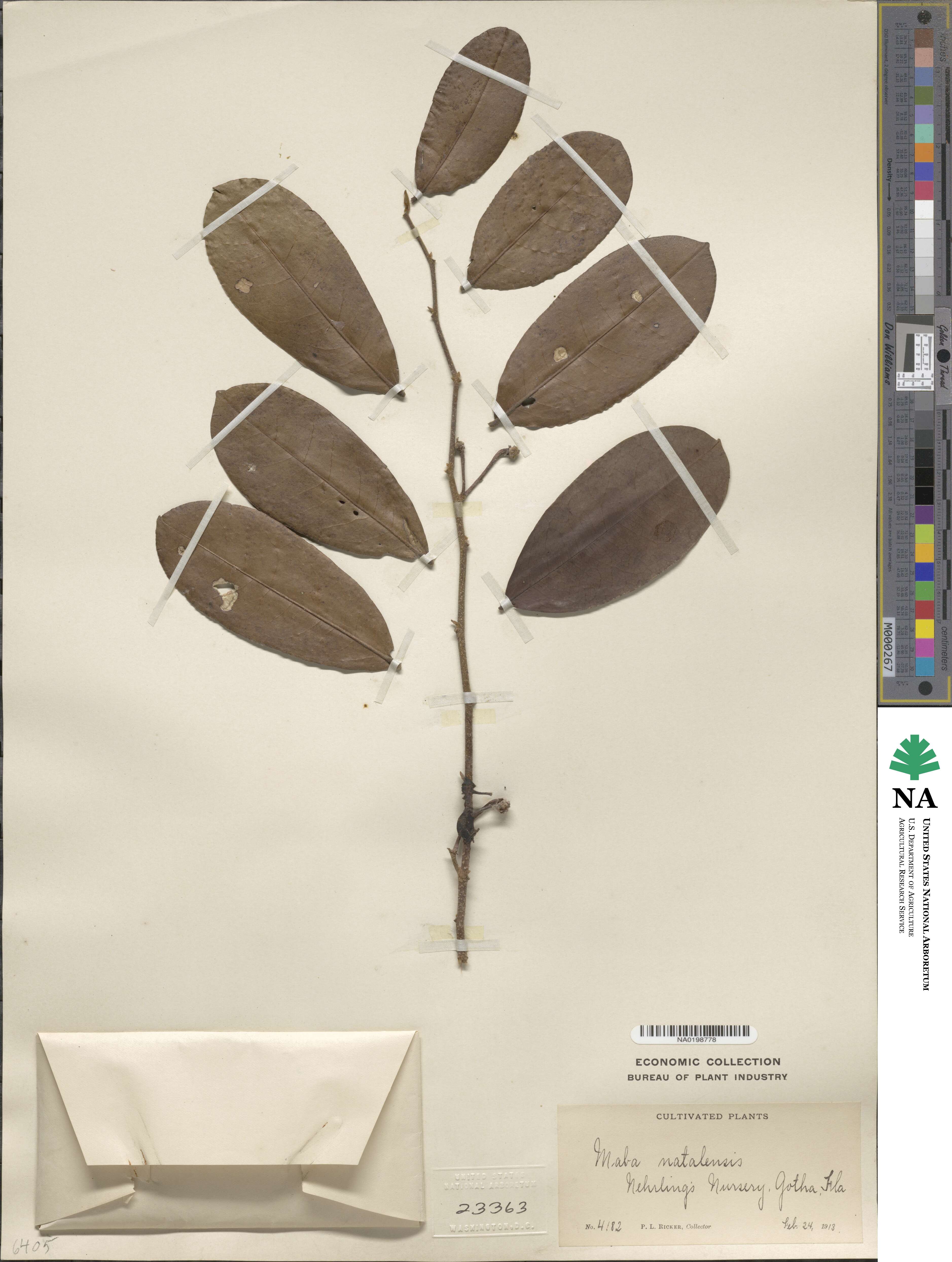 Diospyros natalensis image
