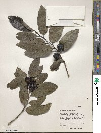 Diospyros inconstans subsp. psidioides image