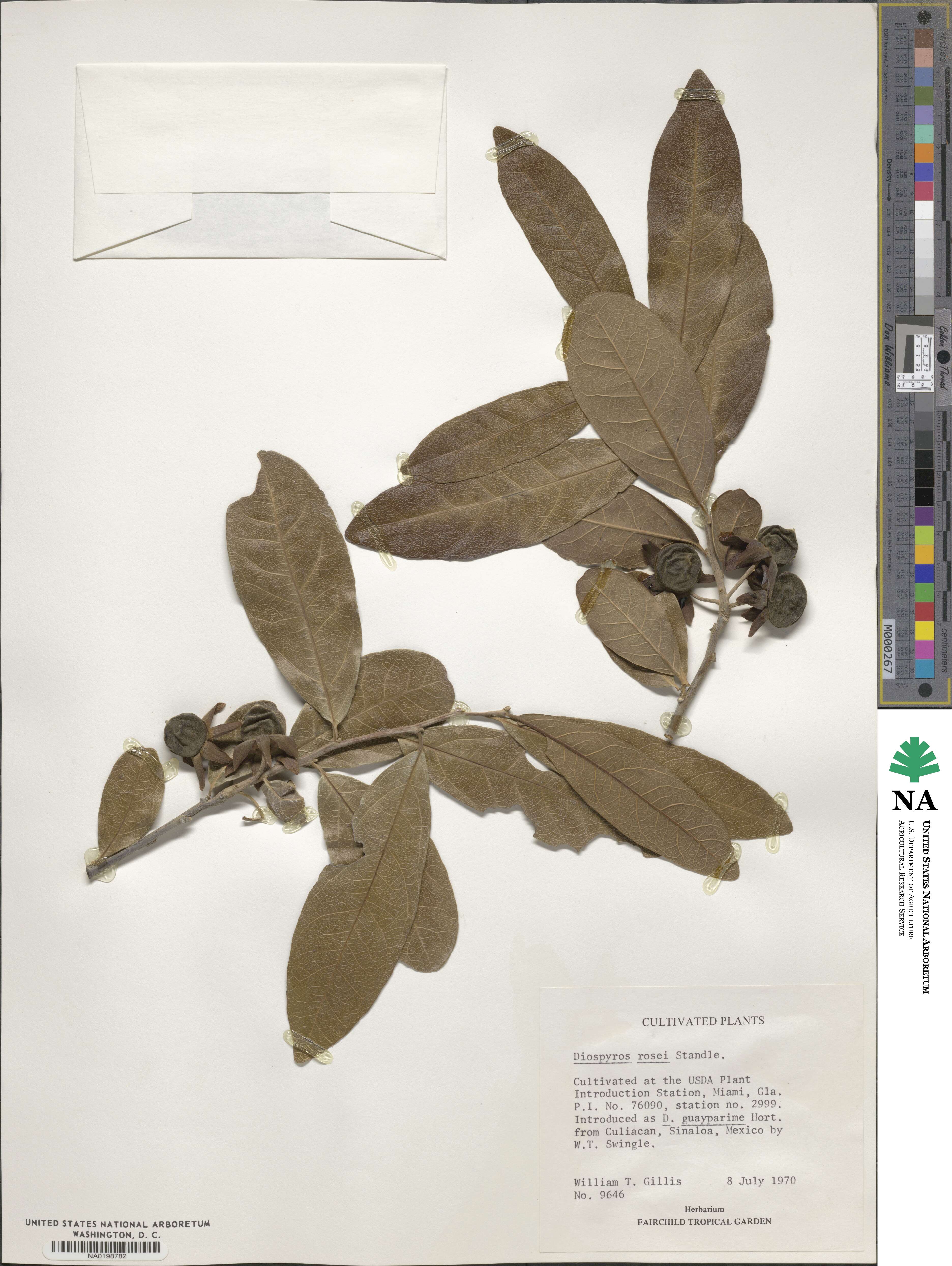 Diospyros rosei image