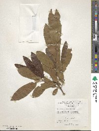 Diospyros mespiliformis image