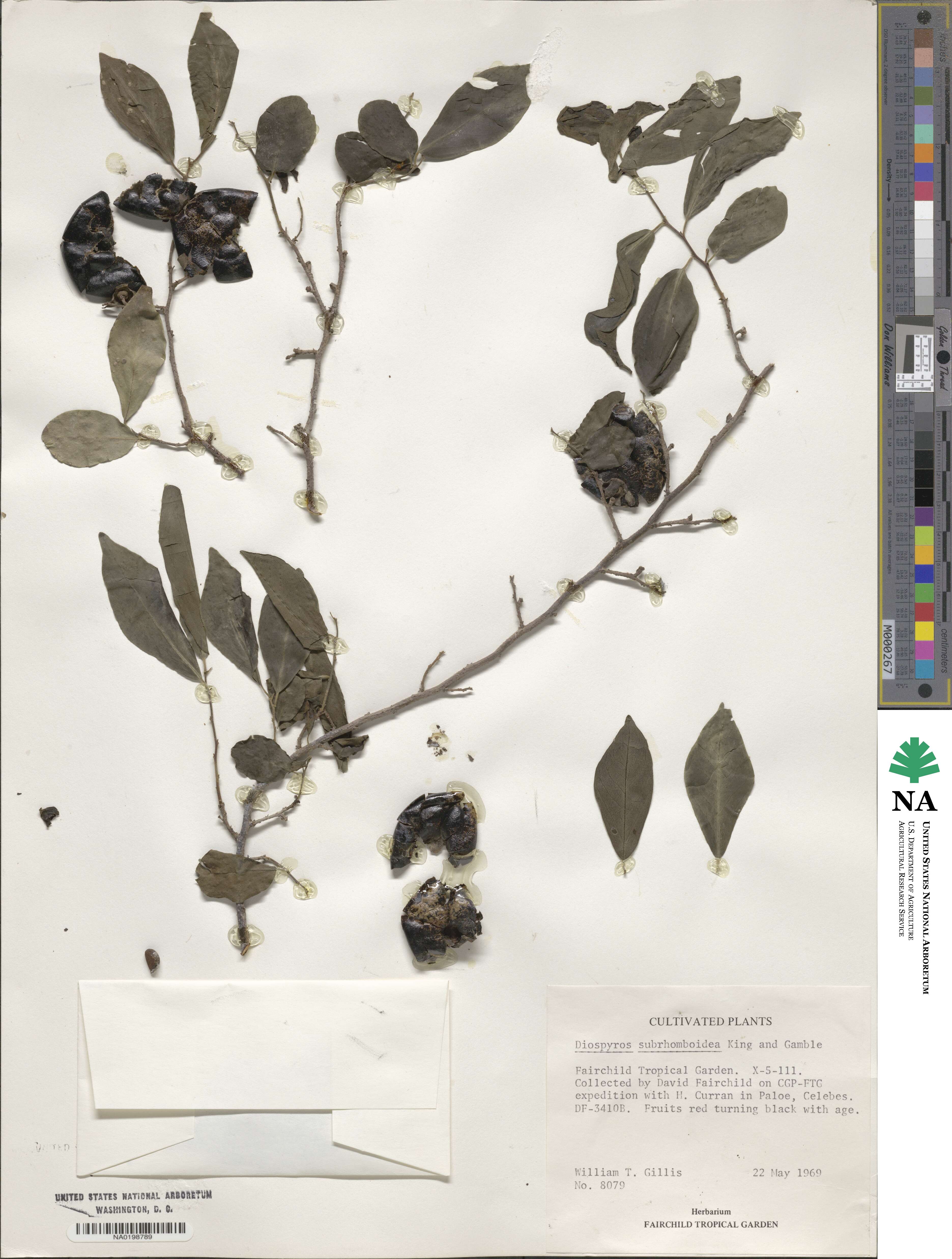 Diospyros subrhomboidea image