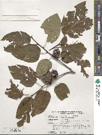 Diospyros virginiana image