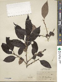 Diospyros virginiana image