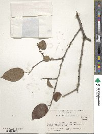 Diospyros virginiana image