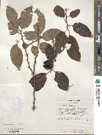 Diospyros virginiana image