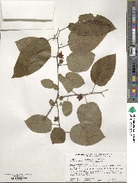 Diospyros virginiana image