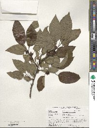 Diospyros virginiana image