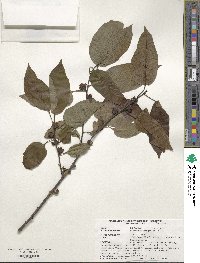 Diospyros virginiana image