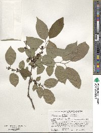 Diospyros virginiana image