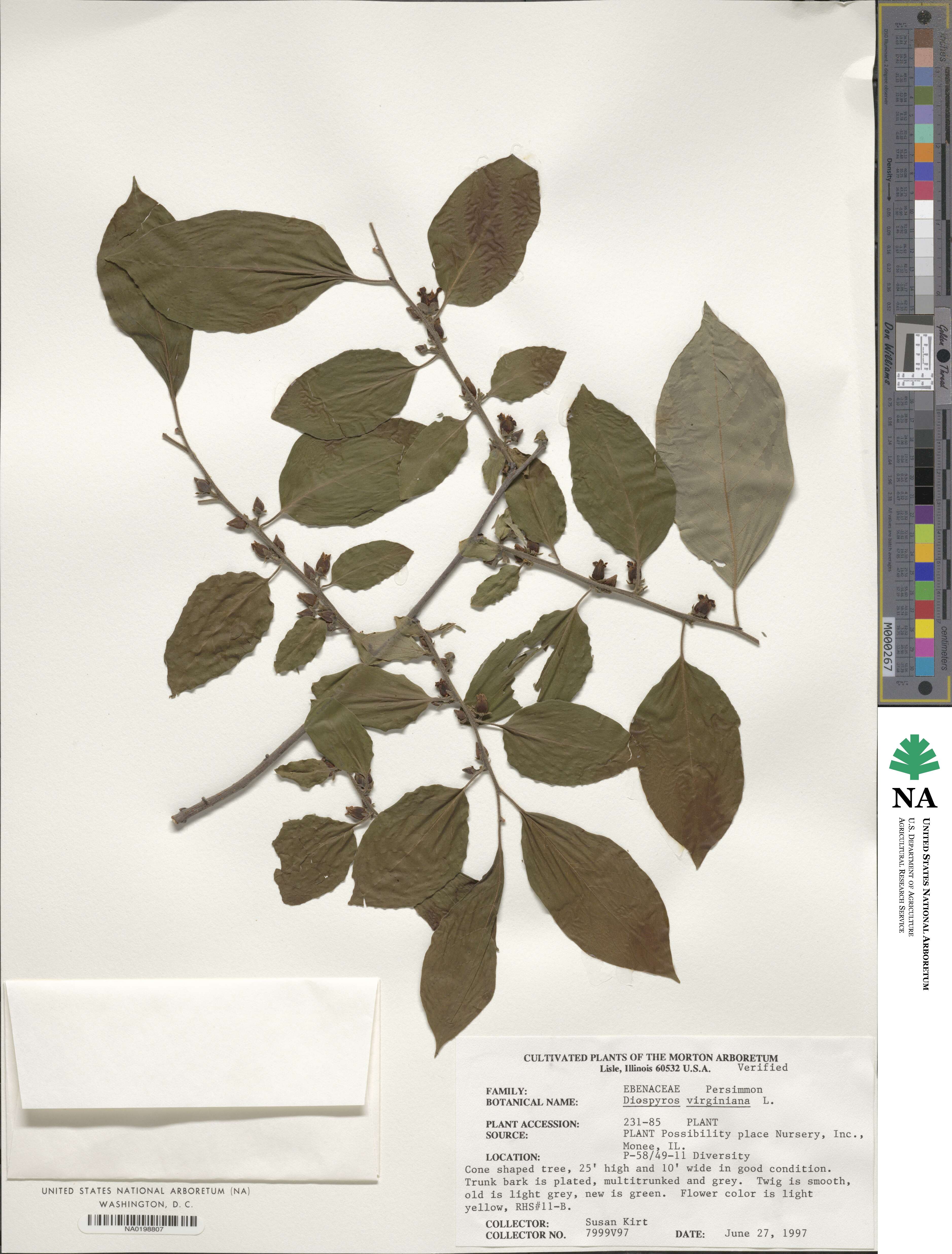 Diospyros virginiana image