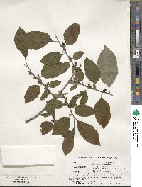 Diospyros virginiana image