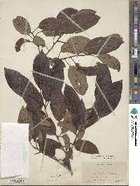 Diospyros virginiana image