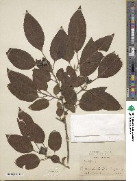 Diospyros virginiana image