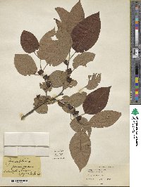 Diospyros virginiana image