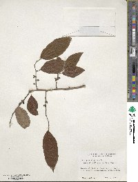 Diospyros virginiana image