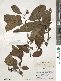 Diospyros virginiana image