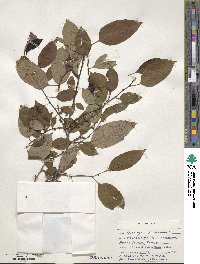 Diospyros virginiana image