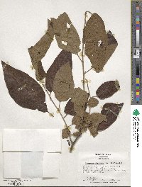 Diospyros virginiana image